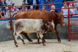 lot 58 sold for 2200 gns